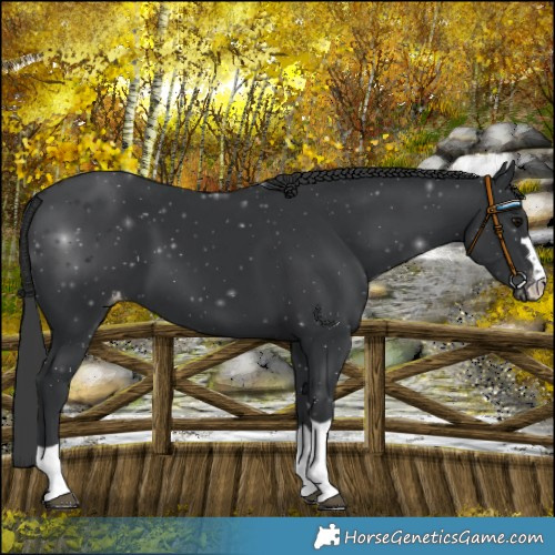 Horse Color:Black Varnish Rabicano 
