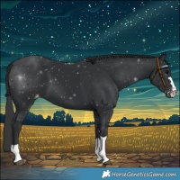 Horse Color:Black Varnish Rabicano