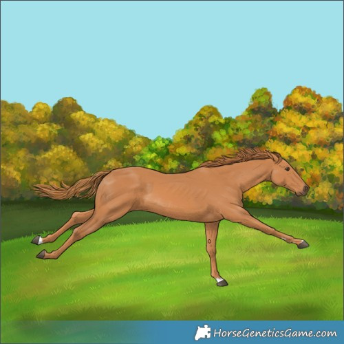 Horse Color:Chestnut 