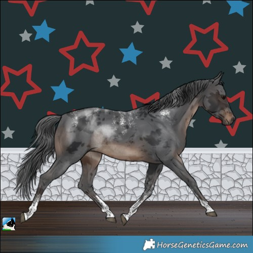 Horse Color:Powder White Brown Merle Tobiano 