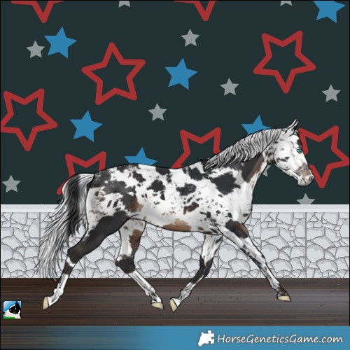 Horse Color:Powder White White Spotted Brown Harlequin Merle