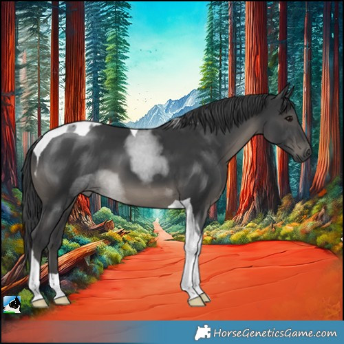 Horse Color:Black Tobiano 