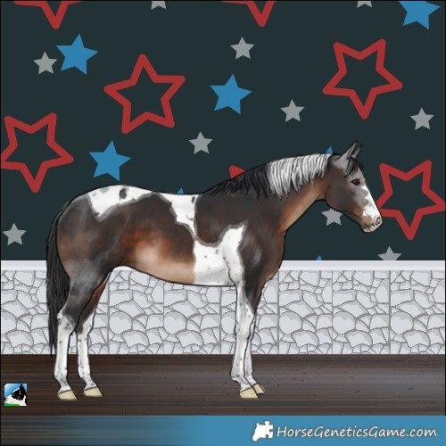 Horse Color:Brown Tobiano