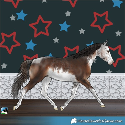 Horse Color:White Spotted Liver Chestnut Rabicano 