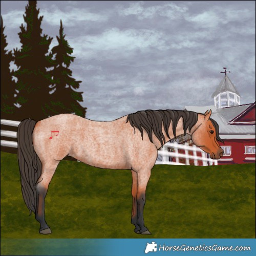 Horse Color:Bay Roan 