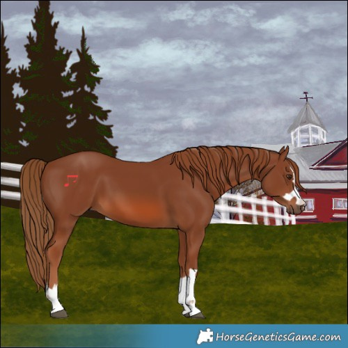 Horse Color:Chestnut 