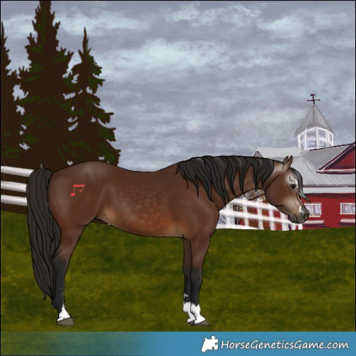 Horse Color:Gray Bay
