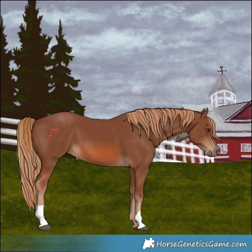 Horse Color:Chestnut 