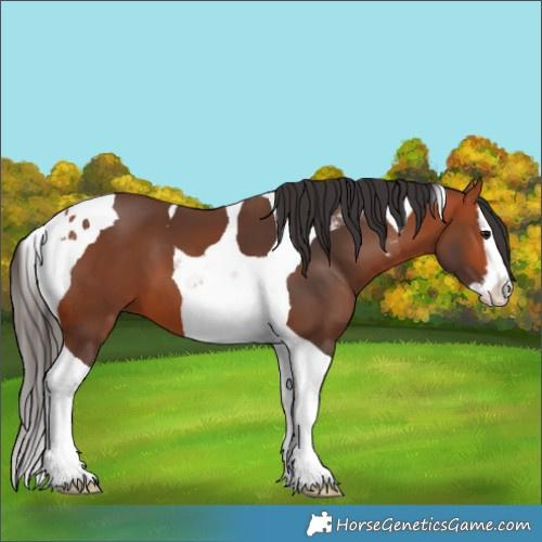 Horse Color:Bay Splash Tobiano