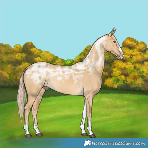 Horse Color:Palomino Ice Dun Splash Tobiano 