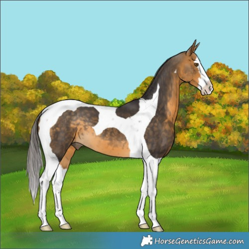 Horse Color:Buckskin Splash Tobiano