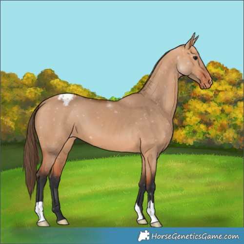 Horse Color:Bay Dun Appaloosa