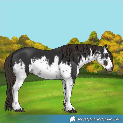 Horse Color:Gray White Spotted Liver Chestnut 