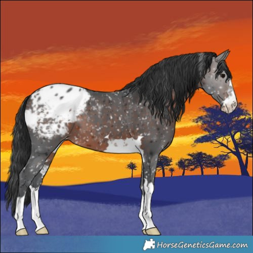Horse Color:Brown Blanket
