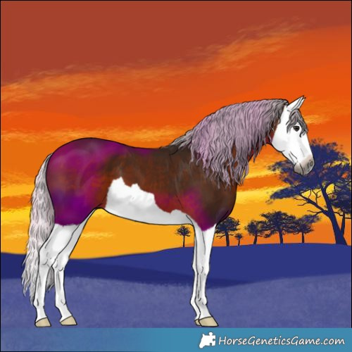 Horse Color:Gray Silver Bay Splash