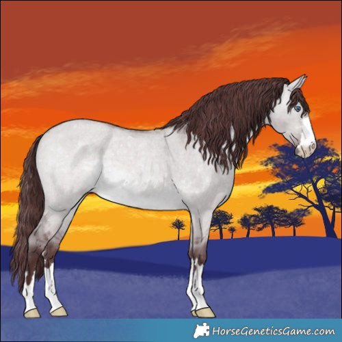 Horse Color:Chocolate Brown Chinchilla Roan Dun