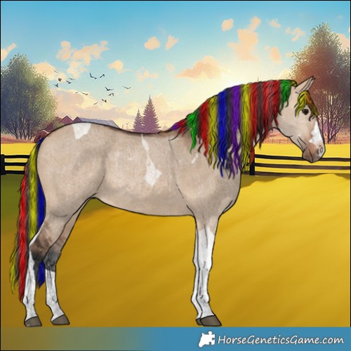 Horse Color:Painted Bay Dun Tobiano Rabicano