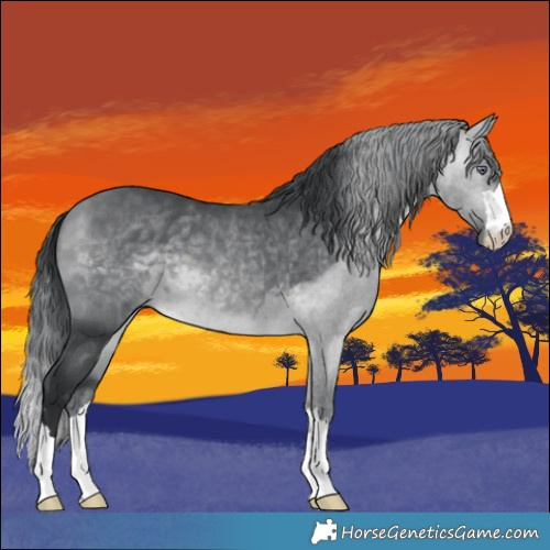 Horse Color:Bay Chinchilla