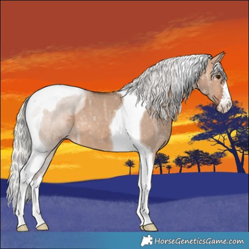 Horse Color:Silver Brown Ice Dun Tobiano