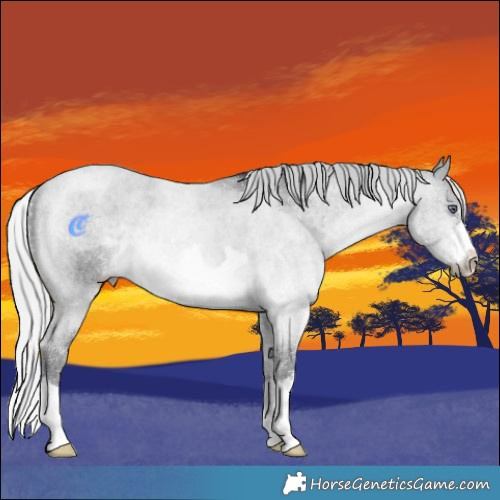 Horse Color:Silver Brown Chinchilla 