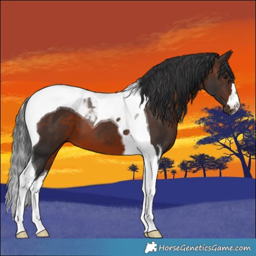 Horse Color:Brown Tobiano 