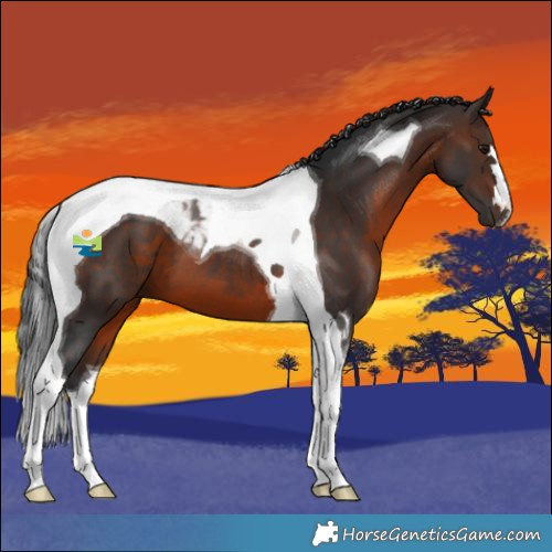 Horse Color:Brown Tobiano 