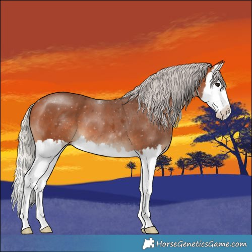 Horse Color:Silver Bay Splash