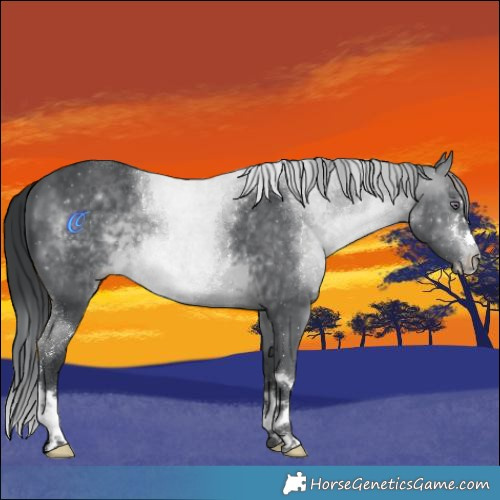 Horse Color:Brown Chinchilla