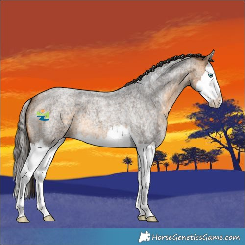 Horse Color:Buckskin Roan Splash 