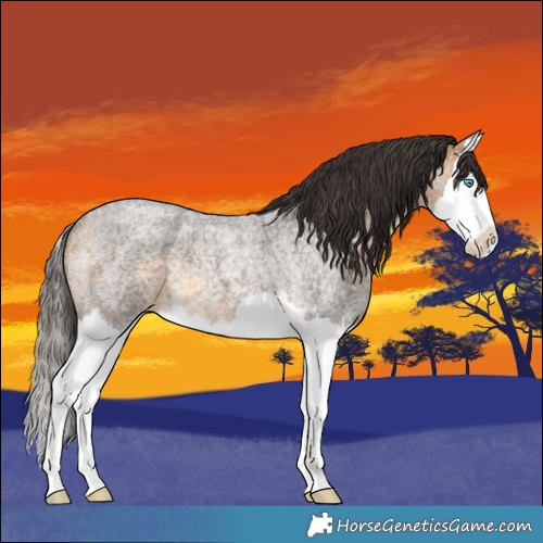 Horse Color:Buckskin Roan Splash