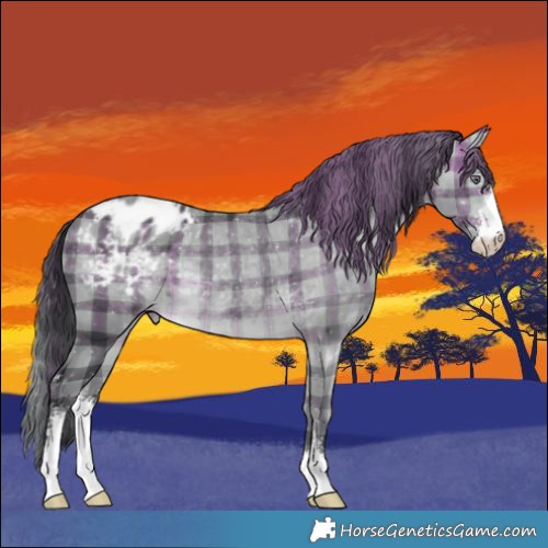 Horse Color:Plaid  Brown Chinchilla Sabino Varnish 