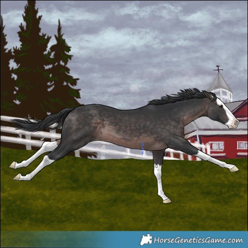 Horse Color:Platinum Brown Splash