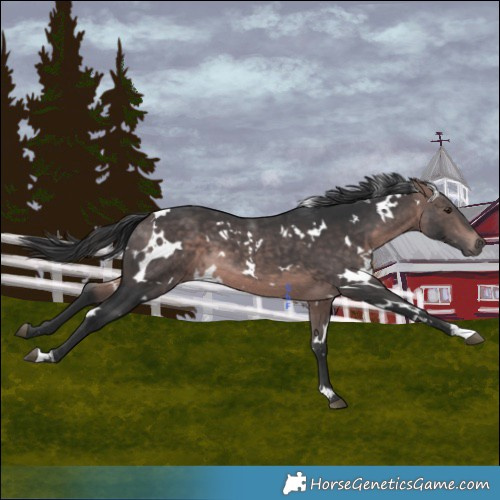 Horse Color:Platinum White Spotted Bay