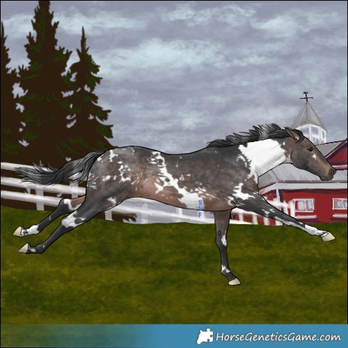 Horse Color:Platinum White Spotted Brown