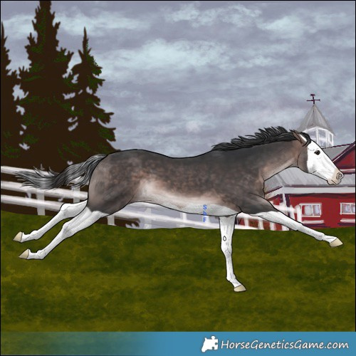 Horse Color:Platinum Bay Splash