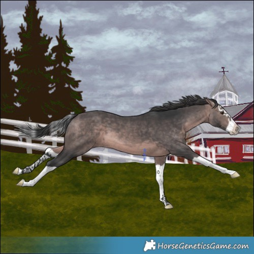 Horse Color:Platinum Brown Splash