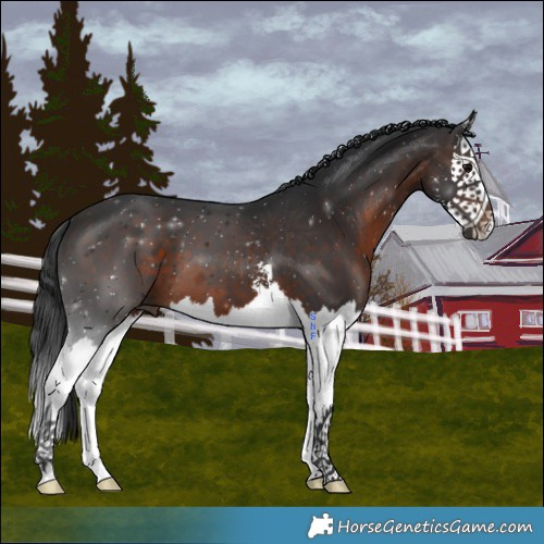 Horse Color:Brown Sabino Splash
