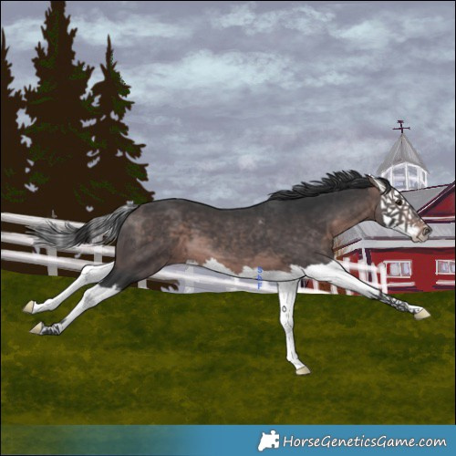 Horse Color:Platinum Bay Splash