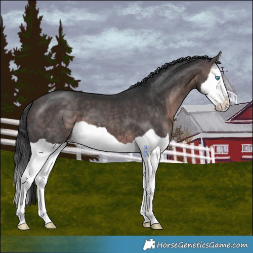 Horse Color:Platinum Brown Splash