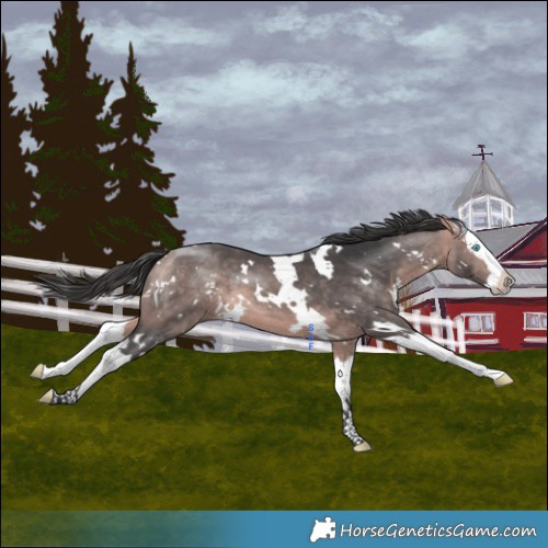 Horse Color:Platinum White Spotted Bay Splash