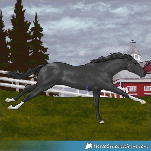 Horse Color:Platinum Black
