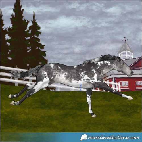 Horse Color:Platinum White Spotted Buckskin