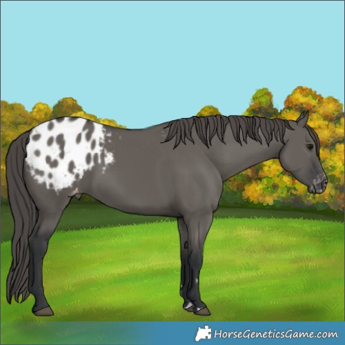 Horse Color:Grullo Blanket