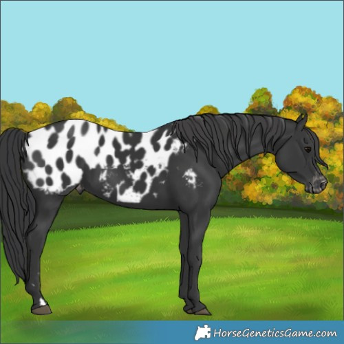 Horse Color:Black Blanket