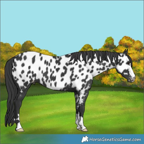 Horse Color:Black Near Leopard 