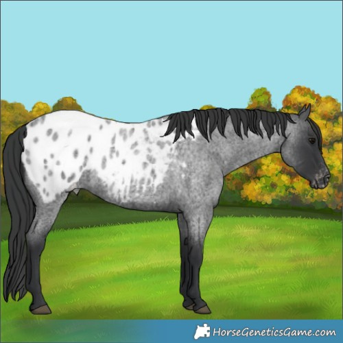 Horse Color:Blue Roan Blanket