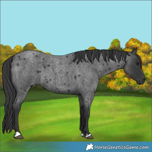Horse Color:Blue Roan 