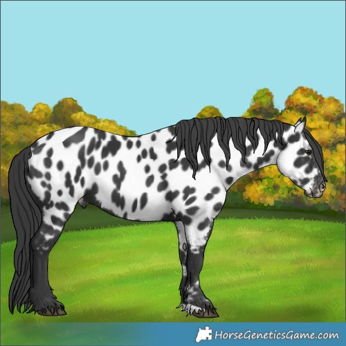 Horse Color:Black Near Leopard 