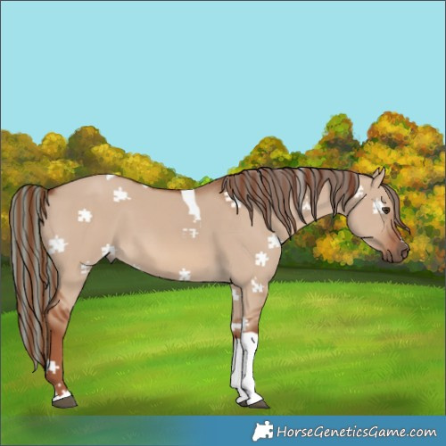 Horse Color:Painted Red Dun Tobiano