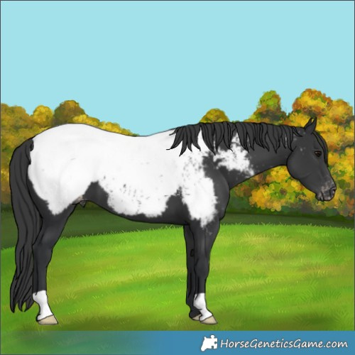 Horse Color:Black Near Fewspot 